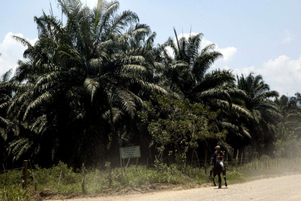 Violencia se aleja de las fincas de palma africana en el Bajo Aguán