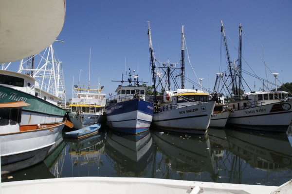Veda de langosta obliga la paralización de 300 barcos