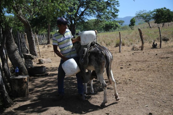 Temen una hambruna: sequía devasta cultivos en El Paraíso y Olancho