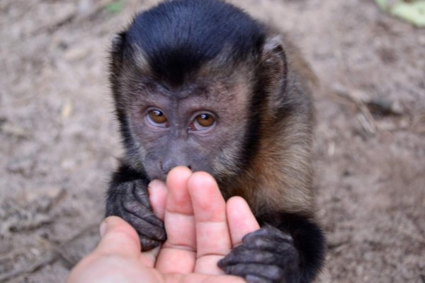 Rescatan en Perú a un mono encerrado en maleta