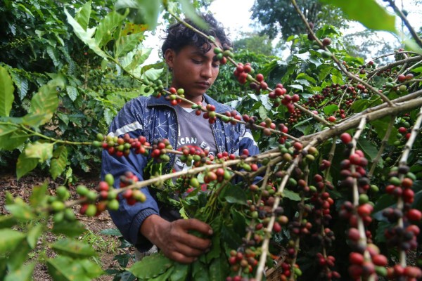 Más del 60% de los cafetaleros hondureños están endeudados