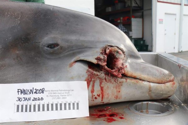 Buscan al responsable de la muerte a tiros de un delfín en Florida
