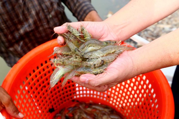 Robo de camarón deja pérdidas de L800 millones