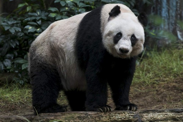 La osa panda más vieja del mundo