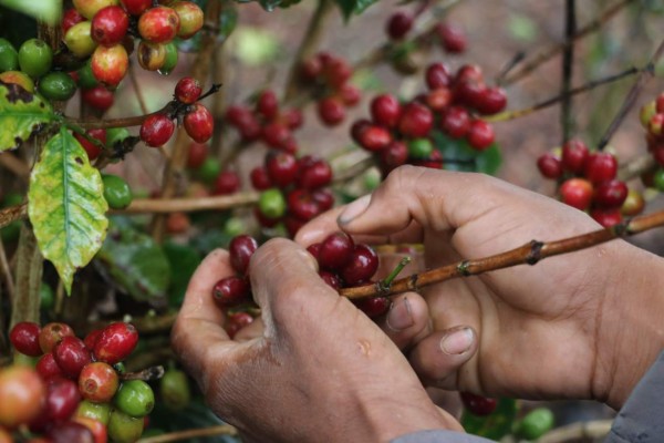 Más de 100 compradores de café vendrán al país en marzo