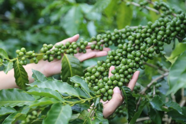 Cafetaleros proyectan cosecha récord de 8 millones de quintales