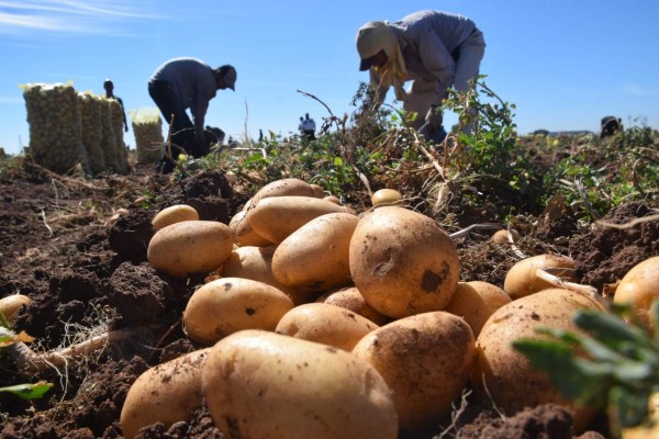 Se cultivan un millón de quintales de papa