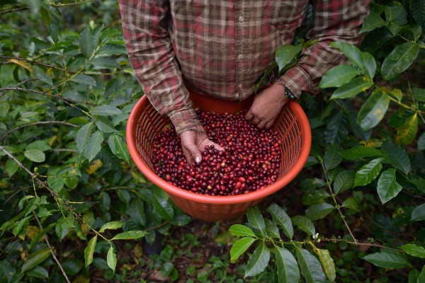 El quintal de café vuelve a caer abajo de los 100 dólares