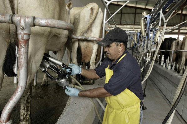 Rainforest certifica finca ganadera en Costa Rica