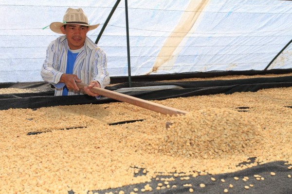 Delegación de Panamá visita Honduras para incorporar prácticas de agricultura