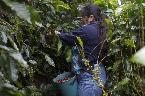 Los efectos roya del café en Honduras impactan en alimentación de familias pobres