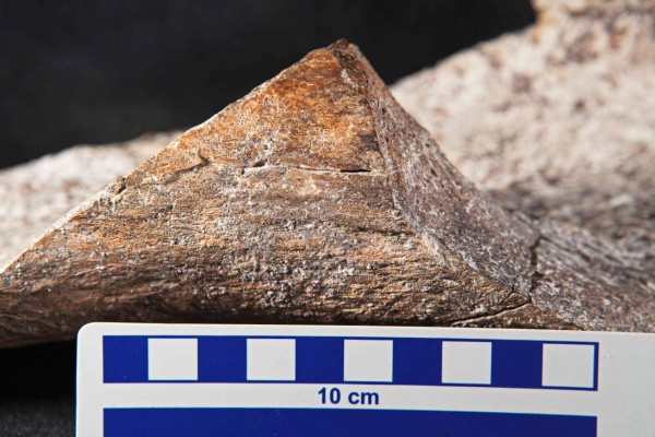 A handout picture released on April 25, 2017 by the San Diego Natural History Museum shows a close-up view of a spirally fractured mastodon femur bone.High-tech dating of mastodon remains found in southern California has shattered the timeline of human migration to America, pushing the presence of hominins back to 130,000 years ago rather than just 15,000 years, researchers said on April 26, 2017. Teeth and bones of the elephant-like creature unmistakably modified by human hands, along with stone hammers and anvils, leave no doubt that some species of early human feasted on its carcass, they reported in the journal Nature. / AFP PHOTO / San Diego Natural History Museum / Tom DEMERE / RESTRICTED TO EDITORIAL USE - MANDATORY CREDIT 'AFP PHOTO / San Diego Natural History Museum / Tom DEMERE' - NO MARKETING NO ADVERTISING CAMPAIGNS - DISTRIBUTED AS A SERVICE TO CLIENTS