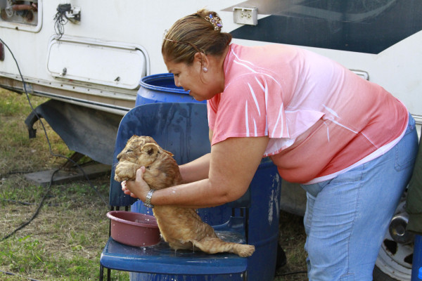 Una sala de maternidad para fieras