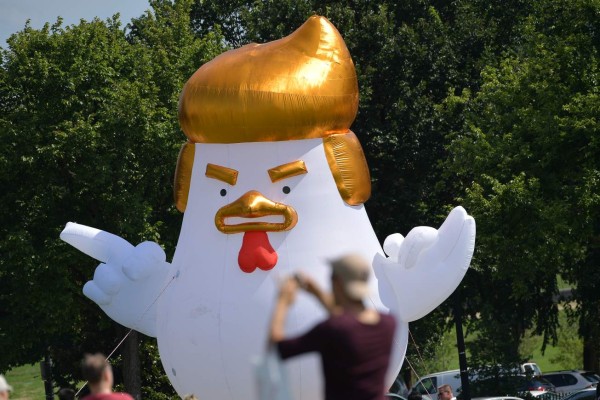Gallina parecida a Donald Trump soprende frente a la Casa Blanca  