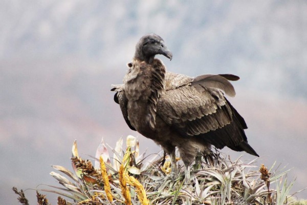 Chunka, la cóndor que preservará a su especie en el Ecuador