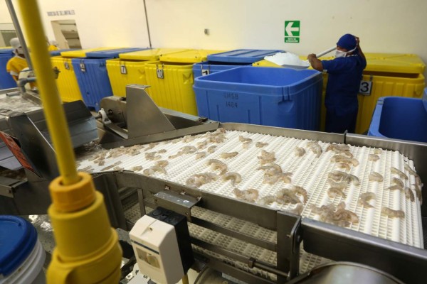 Reducción de salinidad ayuda a recuperar fincas camaroneras