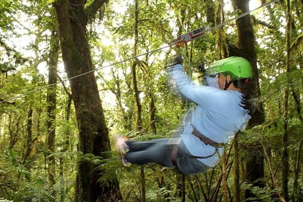 Un bosque de vida silvestre para recorrer y disfrutar