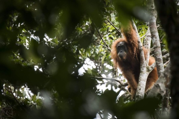 Descubren una nueva especie de orangután