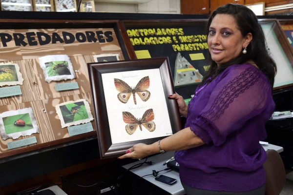 Descubren en Honduras una nueva especie de mariposa única en el mundo