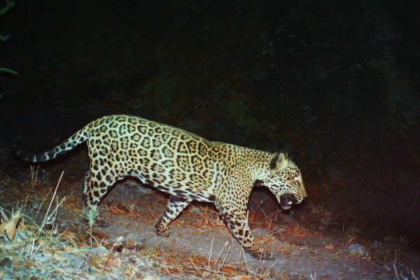 'El Jefe”, un jaguar que simboliza riesgo del muro de Trump