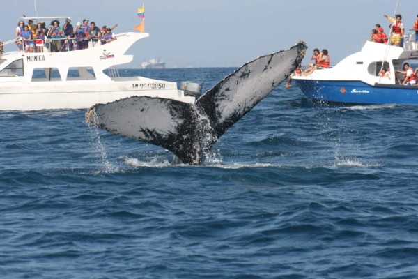 Ballenas llegan a Ecuador para seducir a turistas