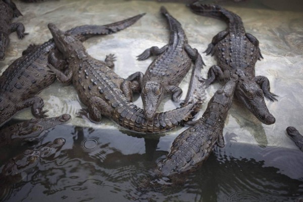 200 cocodrilos de los Rosenthal han muerto