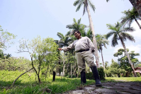 Lancetilla, joya vegetal de Honduras   