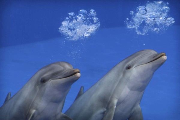 Graban a delfines conversando