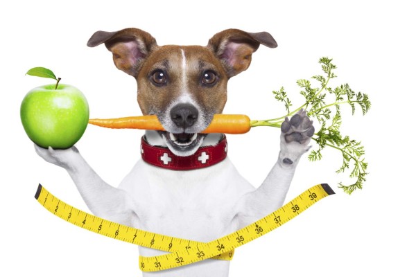 Zanahorias en vez de carne: mascotas vegetarianas