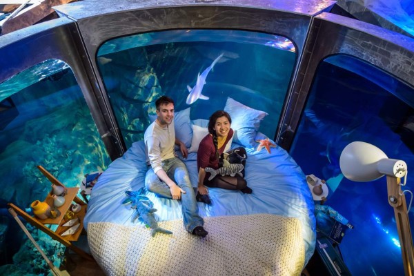 Noche romántica entre tiburones en acuario de París