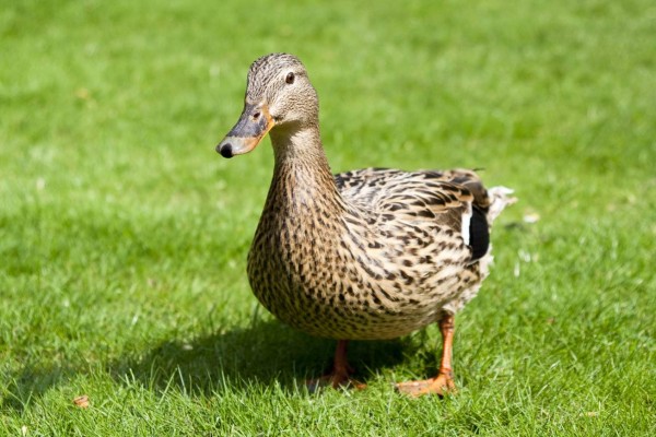 ¡Mamá pata al ataque!