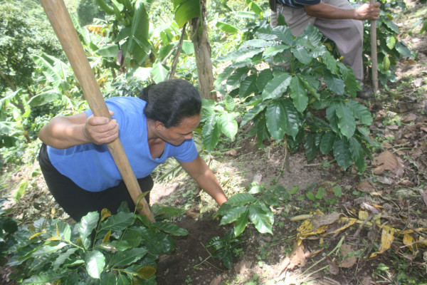 Café perdió $644 millones en el ciclo productivo 2012-2013