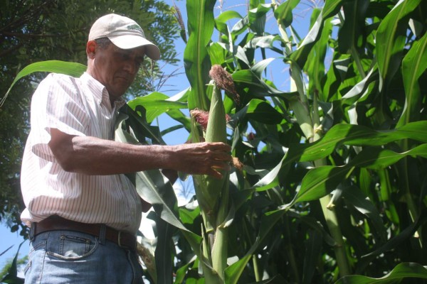 Devaluación encarece costos de los insumos agrícolas en Honduras