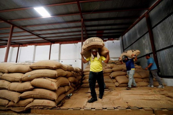 Ingresos de exportación de café bajan un 45% por los efectos de las tormentas
