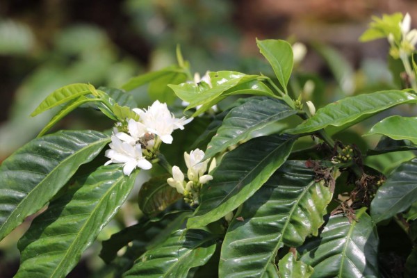 Descubra Dulce Nombre, en el corazón de Copán