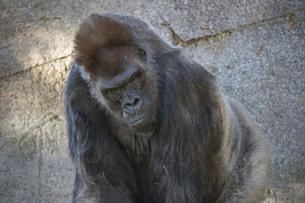 Nueve monos de un zoológico en EEUU fueron vacunados contra el covid-19