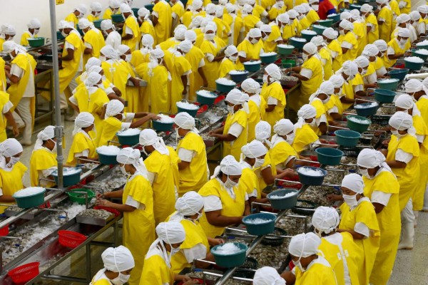 Exportaciones de camarón cultivado aumentan más de un 11% a agosto