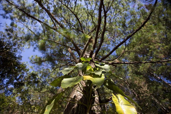 Parque Nacional Celaque, uno de los pulmones de oxígeno de Honduras