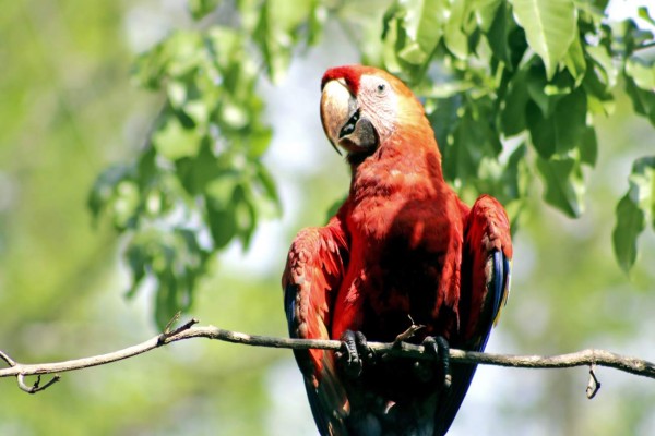 Copán Ruinas realizará el Festival de la Guacamaya de manera presencial