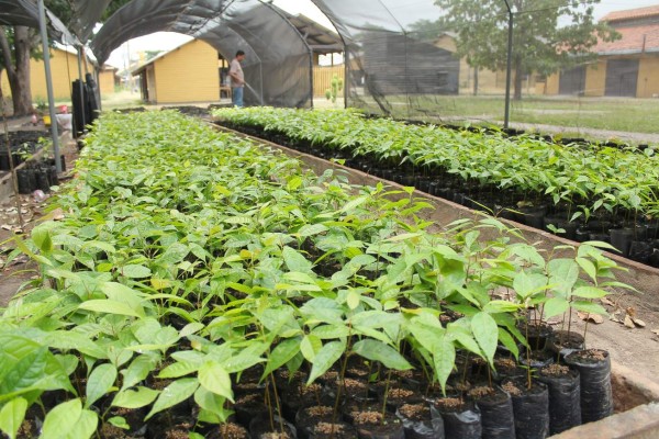 Unos 200,000 árboles sembrarán en El Merendón