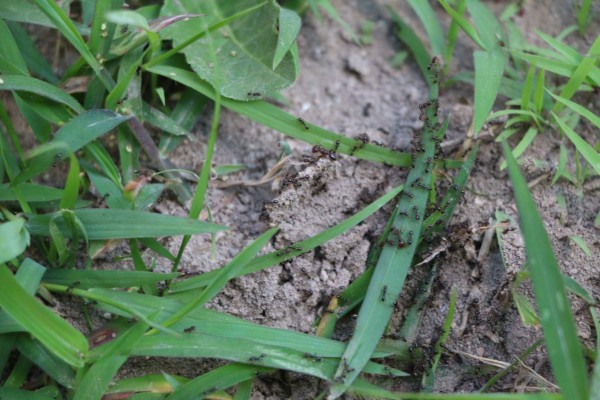 Utilizarán hormigas para matar gorgojos