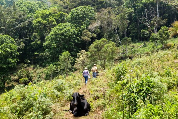 Exuberante vida silvestre y belleza natural