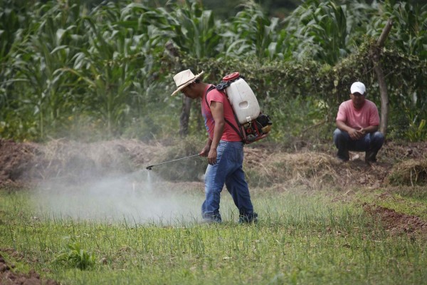 Cebolleros y SAG, divididos por acuerdo de importación