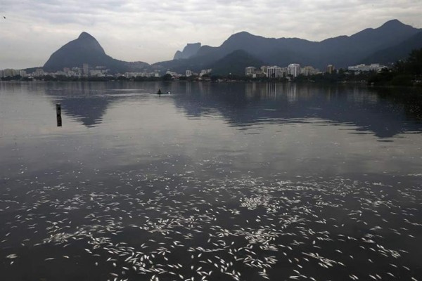 Río de Janeiro retira 22 toneladas de peces muertos de su laguna central