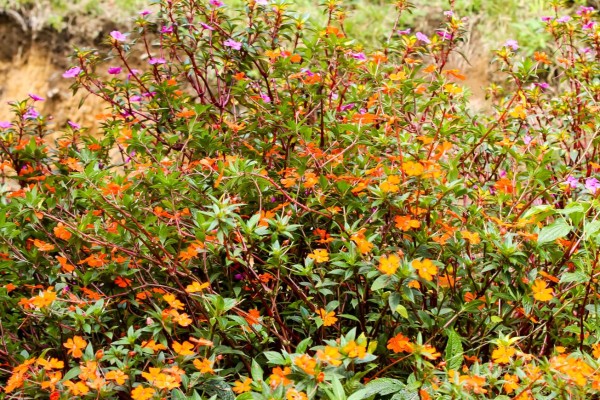 Exuberante vida silvestre y belleza natural