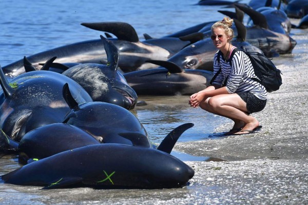 A member of the public looks at the dead Pilot whales during a mass stranding at Farewell Spit on February 11, 2017. More than 400 whales were stranded on a New Zealand beach on February 10, with most of them dying quickly as frustrated volunteers desperately raced to save the survivors. / AFP PHOTO / Marty MELVILLE