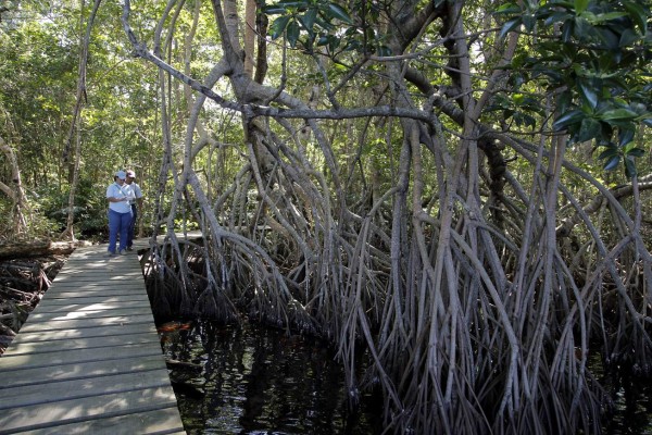 Humedales hondureños bajo amenaza