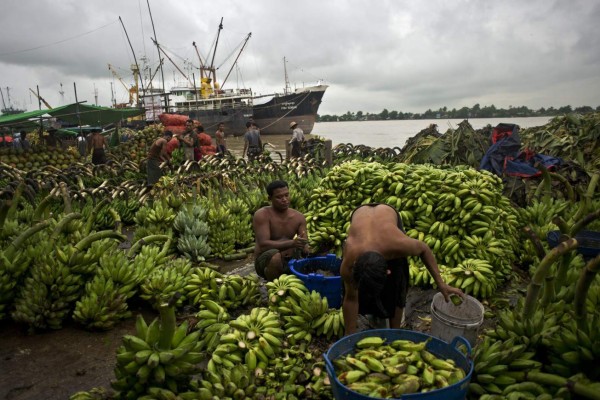 Científicos afinan técnicas para salvar las plantaciones de banano