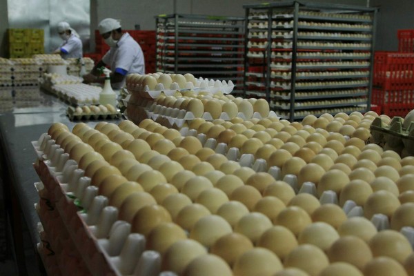 Avicultores celebran hoy el Día Mundial del Huevo