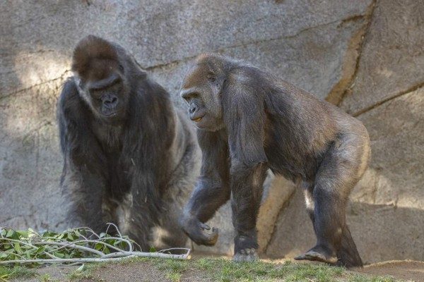 Nueve monos de un zoológico en EEUU fueron vacunados contra el covid-19